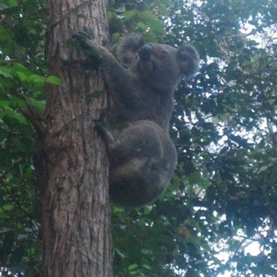 Phascolarctos cinereus (Koala) at Byrrill Creek, NSW - 25 Oct 2015 by joannagardner