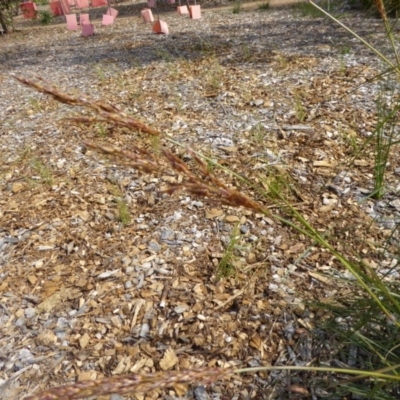 Sorghum leiocladum (Wild Sorghum) at Molonglo Valley, ACT - 17 Nov 2015 by AndyRussell