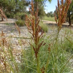 Sorghum leiocladum at Molonglo Valley, ACT - 17 Nov 2015 02:55 PM