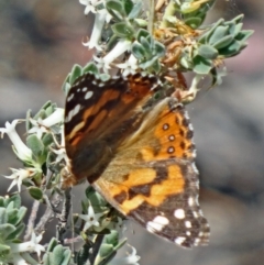 Vanessa kershawi (Australian Painted Lady) at Black Mountain - 24 Oct 2015 by galah681