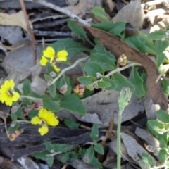 Goodenia hederacea (Ivy Goodenia) at Black Mountain - 22 Nov 2015 by galah681