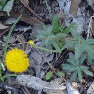 Leptorhynchos squamatus at Canberra Central, ACT - 23 Nov 2015