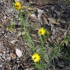 Xerochrysum viscosum (Sticky Everlasting) at Black Mountain - 22 Nov 2015 by galah681