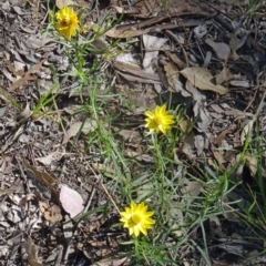 Xerochrysum viscosum (Sticky Everlasting) at Canberra Central, ACT - 22 Nov 2015 by galah681