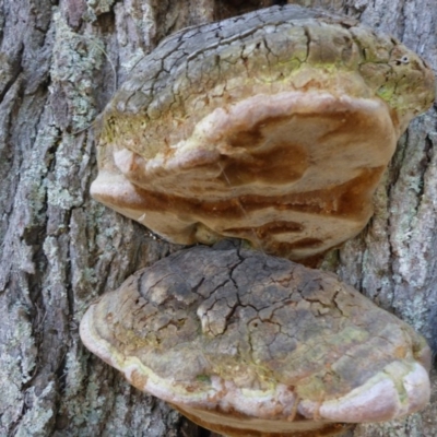 Phellinus sp. (non-resupinate) (A polypore) at Mount Fairy, NSW - 25 Oct 2015 by JanetRussell