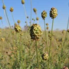 Sanguisorba minor (Salad Burnet, Sheep's Burnet) at Barneys Hill/Mt Stranger - 25 Oct 2015 by michaelb