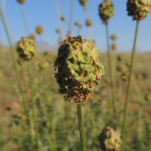 Sanguisorba minor at Bonython, ACT - 25 Oct 2015