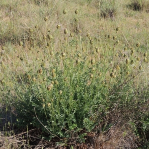 Sanguisorba minor at Bonython, ACT - 25 Oct 2015