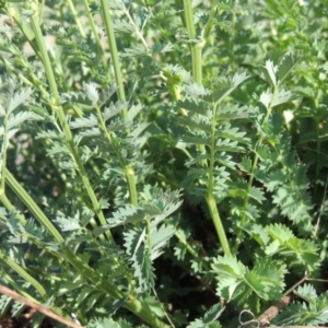 Sanguisorba minor at Bonython, ACT - 25 Oct 2015