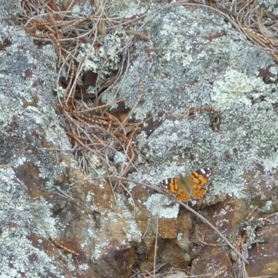 Vanessa kershawi (Australian Painted Lady) at Majura, ACT - 17 Oct 2015 by Ratcliffe