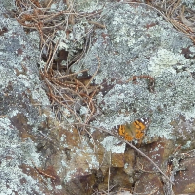 Vanessa kershawi (Australian Painted Lady) at Mount Ainslie - 16 Oct 2015 by Ratcliffe