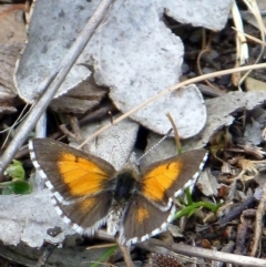 Lucia limbaria (Chequered Copper) at Mount Ainslie - 16 Oct 2015 by Ratcliffe