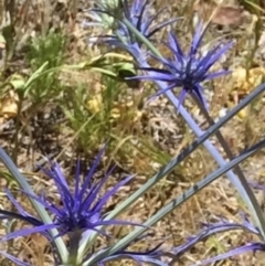 Eryngium ovinum (Blue Devil) at Bungendore, NSW - 5 Dec 2015 by yellowboxwoodland