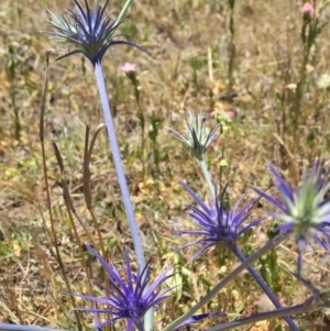 Eryngium ovinum at Bungendore, NSW - 5 Dec 2015