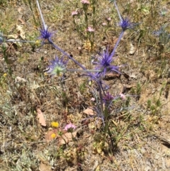 Eryngium ovinum at Bungendore, NSW - 5 Dec 2015