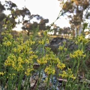 Pimelea curviflora at Googong, NSW - 5 Dec 2015