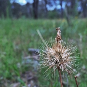 Microseris walteri at Googong, NSW - 5 Dec 2015