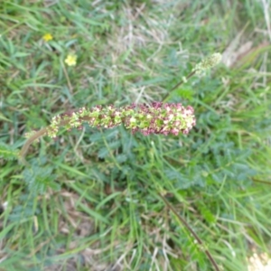 Acaena echinata at Mount Fairy, NSW - 25 Oct 2015