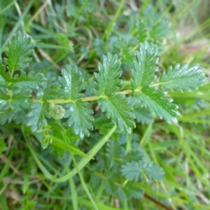 Acaena echinata at Mount Fairy, NSW - 25 Oct 2015