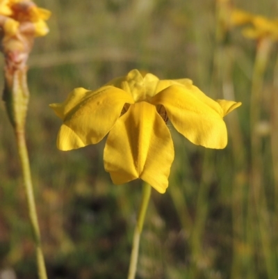 Goodenia pinnatifida (Scrambled Eggs) at Bonython, ACT - 25 Oct 2015 by MichaelBedingfield