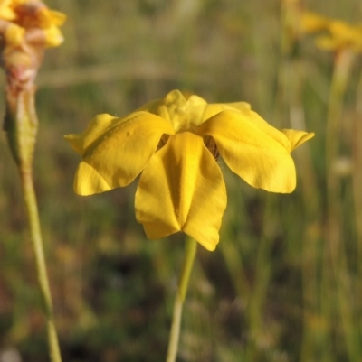 Goodenia pinnatifida (Scrambled Eggs) at Bonython, ACT - 25 Oct 2015 by michaelb