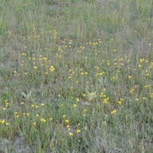 Goodenia pinnatifida at Bonython, ACT - 25 Oct 2015 06:14 PM