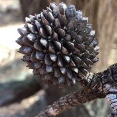 Allocasuarina verticillata (Drooping Sheoak) at QPRC LGA - 5 Dec 2015 by yellowboxwoodland