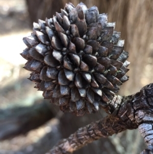 Allocasuarina verticillata at Bungendore, NSW - 6 Dec 2015 09:37 AM