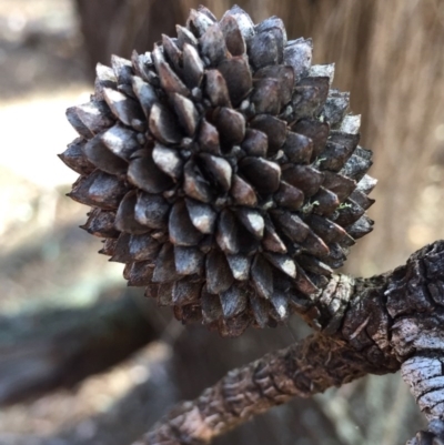 Allocasuarina verticillata (Drooping Sheoak) at Bungendore, NSW - 5 Dec 2015 by yellowboxwoodland