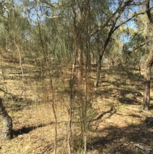 Allocasuarina verticillata at Bungendore, NSW - 6 Dec 2015