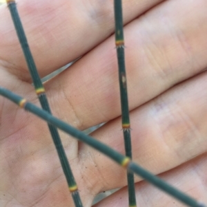 Allocasuarina verticillata at Bungendore, NSW - 6 Dec 2015 09:37 AM