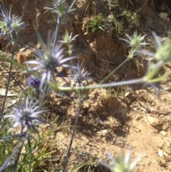 Eryngium ovinum at Urambi Hills - 6 Dec 2015