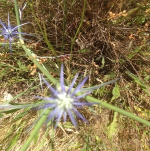 Eryngium ovinum at Kambah, ACT - 6 Dec 2015