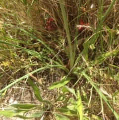 Eryngium ovinum at Kambah, ACT - 6 Dec 2015