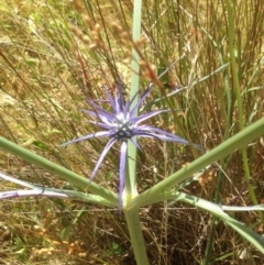 Eryngium ovinum at Kambah, ACT - 6 Dec 2015