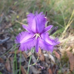 Thysanotus tuberosus subsp. tuberosus (Common Fringe-lily) at Mount Painter - 30 Nov 2015 by jksmits