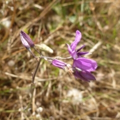 Arthropodium fimbriatum (Nodding Chocolate Lily) at Belconnen, ACT - 30 Nov 2015 by jksmits