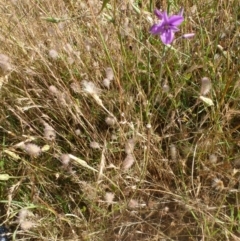 Arthropodium fimbriatum at Belconnen, ACT - 1 Dec 2015