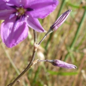 Arthropodium fimbriatum at Belconnen, ACT - 1 Dec 2015