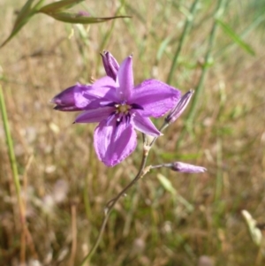 Arthropodium fimbriatum at Belconnen, ACT - 1 Dec 2015