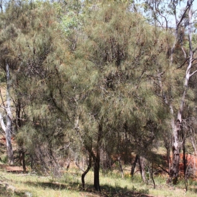 Allocasuarina verticillata (Drooping Sheoak) at Red Hill Nature Reserve - 5 Dec 2015 by Ratcliffe