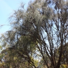 Allocasuarina verticillata at Red Hill, ACT - 6 Dec 2015 12:00 AM