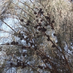 Allocasuarina verticillata at Red Hill, ACT - 6 Dec 2015 12:00 AM