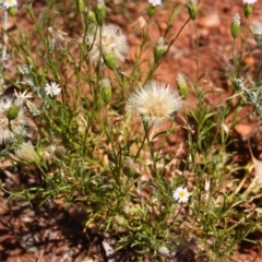 Vittadinia muelleri (Narrow-leafed New Holland Daisy) at Red Hill Nature Reserve - 5 Dec 2015 by Ratcliffe