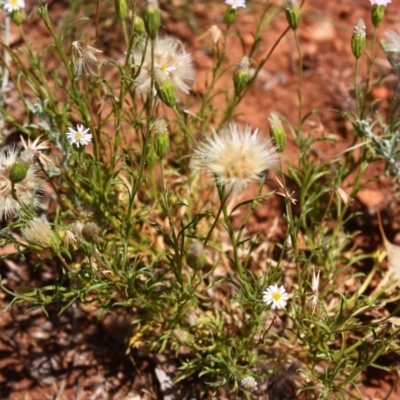 Vittadinia muelleri (Narrow-leafed New Holland Daisy) at Red Hill, ACT - 6 Dec 2015 by Ratcliffe