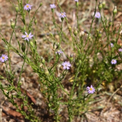 Vittadinia cuneata var. cuneata (Fuzzy New Holland Daisy) at Red Hill Nature Reserve - 5 Dec 2015 by Ratcliffe