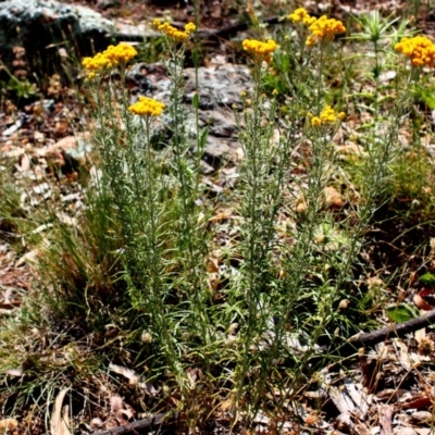 Chrysocephalum semipapposum (Clustered Everlasting) at Red Hill Nature Reserve - 5 Dec 2015 by Ratcliffe