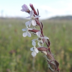 Silene gallica var. gallica (French Catchfly) at Bonython, ACT - 25 Oct 2015 by MichaelBedingfield