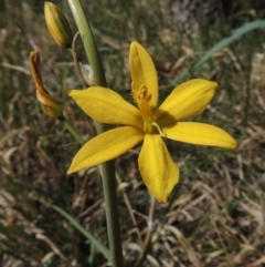 Bulbine bulbosa (Golden Lily, Bulbine Lily) at Bonython, ACT - 25 Oct 2015 by MichaelBedingfield