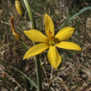 Bulbine bulbosa at Bonython, ACT - 25 Oct 2015 12:00 AM